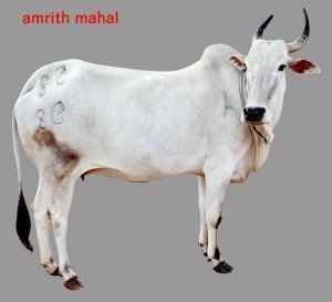 Amrith Mahal Cow