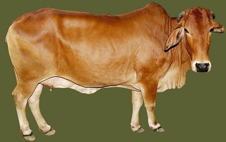 gir-red-sindhi-deoni-sahiwal-indigenous-cow-milk-breeds